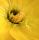Trichopsis (Trichocereus x Echinopsis hybrid) cv. YELLOW CALIFORNIA clone Stöfer (flower 20-20 cm Ø)