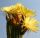 Trichopsis (Trichocereus x Echinopsis hybrid) cv. YELLOW CALIFORNIA clone Stöfer (flower 20-20 cm Ø)