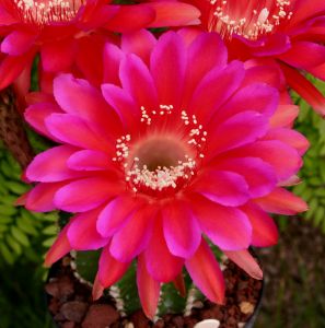 Echinopsis hybrid cv. MADAME PELE (Schick)