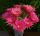 Echinopsis hybrid cv. DON JUAN (Schick)