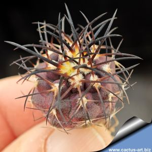Copiapoa griseoviolacea  Cerro Perales