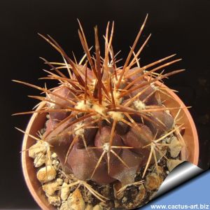 Copiapoa marginata Soth of Caldera, Region 03 Atacama, Chile