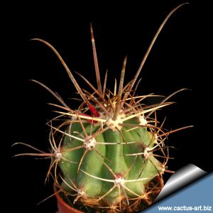 Ferocactus rectispinus