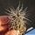 Tephrocactus alexanderi