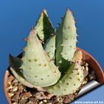 Aloe rietzii