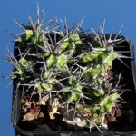 Euphorbia mitriformis (dwarf form)