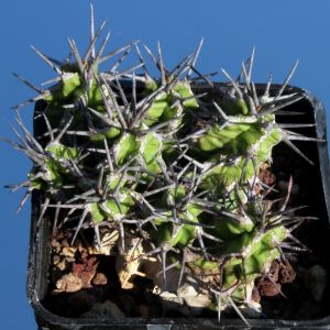Euphorbia mitriformis (dwarf form)