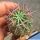 Euphorbia stellispina