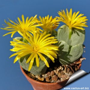 Conophytum ernianum SH900