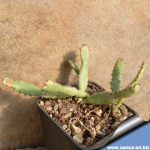 Euphorbia squarrosa forma monstruosa