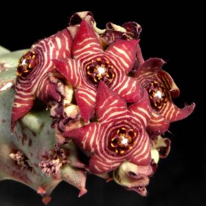 Caralluma europaea - clone 1