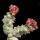 Caralluma europaea - clone 1