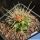 Ferocactus stainesii v. albispinus (pale spine form)