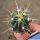 Ferocactus stainesii v. albispinus (pale spine form)