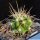 Ferocactus stainesii v. albispinus (pale spine form)