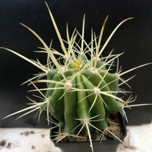 Ferocactus stainesii v. albispinus (pale spine form)