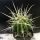 Ferocactus stainesii v. albispinus (pale spine form)