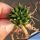 Haworthia parksiana (The smallest of the Haworthias)