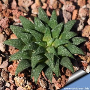 Haworthia parksiana (The smallest of the Haworthias)