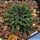 Haworthia parksiana (The smallest of the Haworthias)