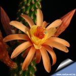 Hildewintera hybrid cv. ALPHA