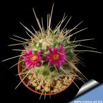 Mammillaria tolimensis