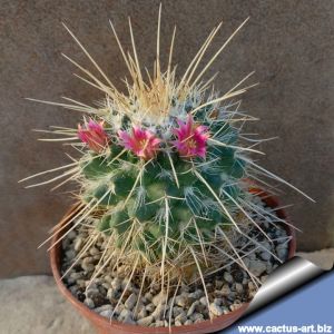 Mammillaria tolimensis