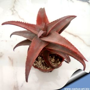 Aloe cv. SUNSET