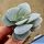 Crassula cv. MORGAN'S BEAUTY