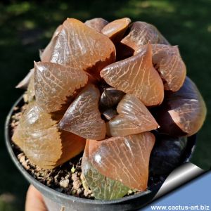 Haworthia cv. MAJESTIC TERRA