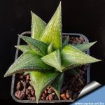 Haworthia venosa fma