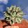 Agave patonii variegata (cv. Cream Spike)