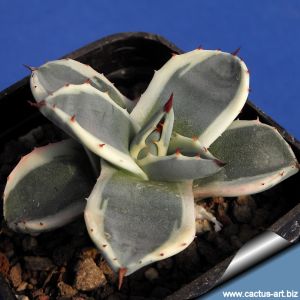 Agave patonii variegata (cv. Cream Spike)