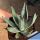 Agave nigra