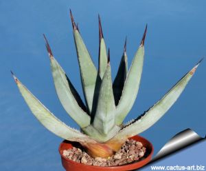 Agave nigra
