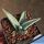Agave nigra