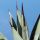 Agave nigra