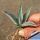 Agave nigra