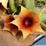 Huernia rosea RH230 East Al Mayaraba Harar Mt. Yemen