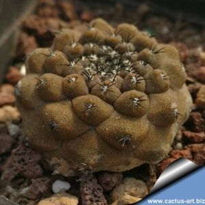 Copiapoa hypogea v. barquitensis FK393 South of Barquito, Antofagasta, Chile 400m