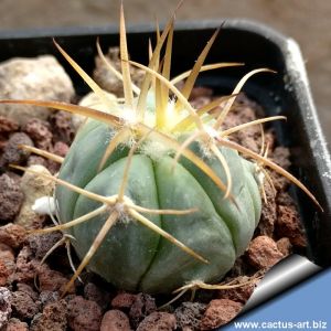 Echinocactus horizontalonius (Mixed forms)