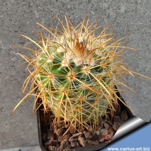 Parodia rauschii DJF262 S. Molinos, Salta, Argentina