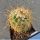 Parodia rauschii DJF262 S. Molinos, Salta, Argentina