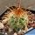 Parodia rauschii DJF262 S. Molinos, Salta, Argentina