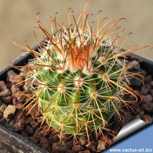 Parodia rauschii DJF262 S. Molinos, Salta, Argentina