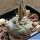 Turbinicarpus polaskii