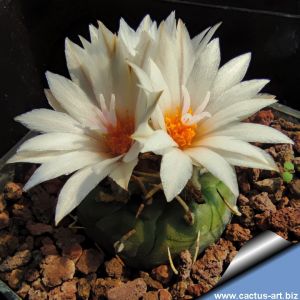 Turbinicarpus polaskii