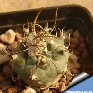 Turbinicarpus schwarzii