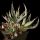 Agave leopoldi