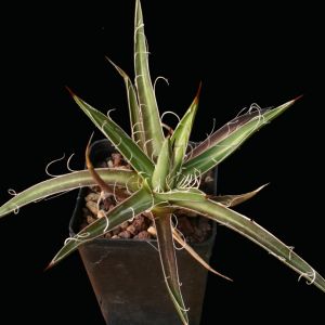 Agave leopoldi